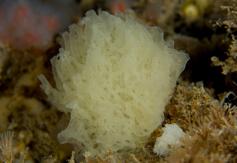 Clathrina coriacea - Sponges (Porifera)