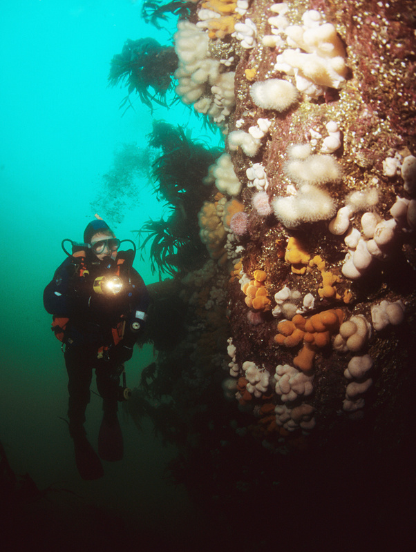 Diver observes wall reef 2 - Diver exploring marine environment