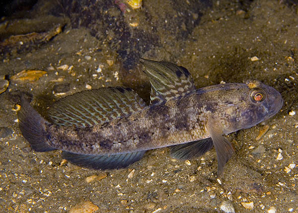 Gobius niger - Fishes – bony and cartilagous (Pisces)