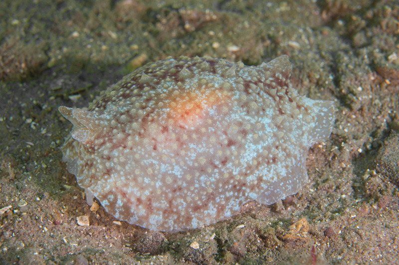 Pleurobranchus membranaceus - Sea Slugs & Sea Hares (Nudibranchs etc)