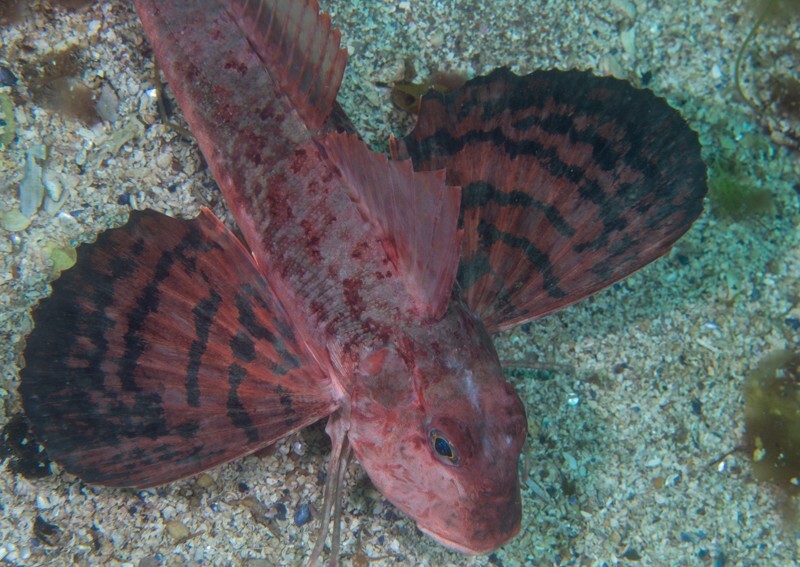 Chelidonichthys lastoviza - Fishes – bony and cartilagous (Pisces)