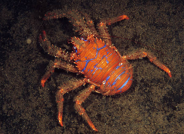 Galathea strigosa - Crabs, Lobsters, Shrimps & Prawns etc (Crustacea)