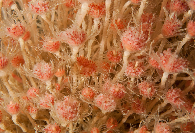 Tubularia larynx - Sea Firs (Hydrozoa)