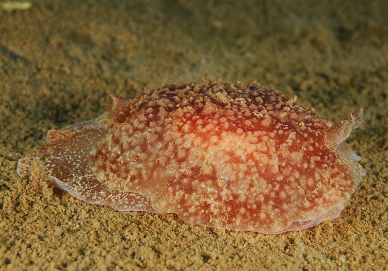 Pleurobranchus membranaceus - Sea Slugs & Sea Hares (Nudibranchs etc)