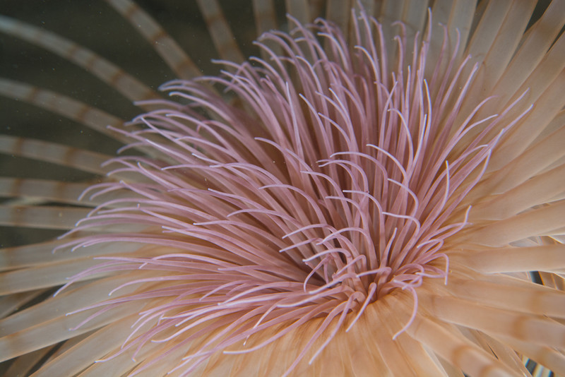 Pachycerianthus multiplicatus (close up) - Anemones (Anthozoa)
