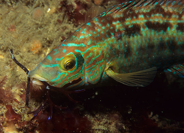 Symphodus melops male nest biulding - Fishes – bony and cartilagous (Pisces)