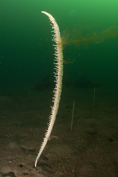 Feniculina quadrangularis - Corals (Anthozoa)