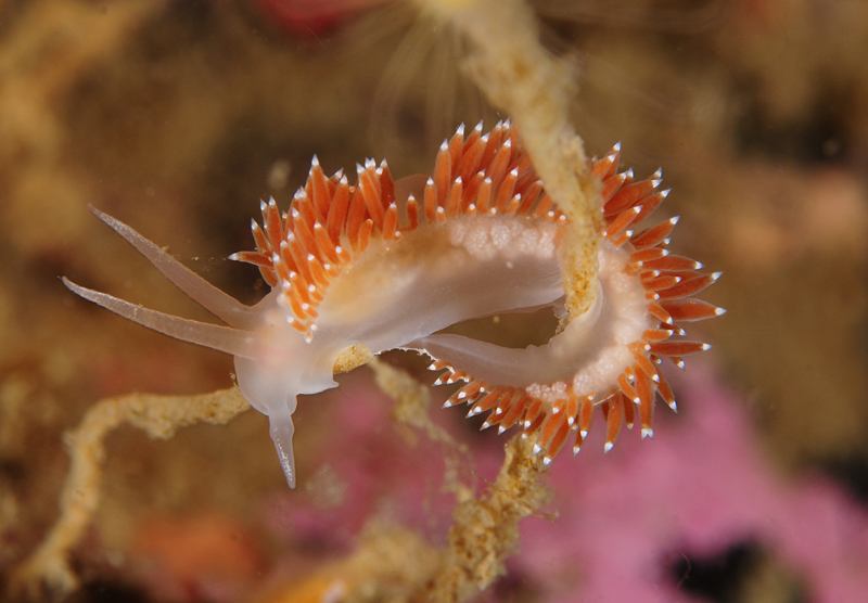 Fjordia browni - Sea Slugs & Sea Hares (Nudibranchs etc)