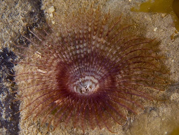 Acromegalomma vesiculosum - Worms (from various groups)