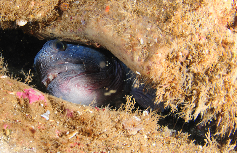 Anarhichas lupus - Fishes – bony and cartilagous (Pisces)