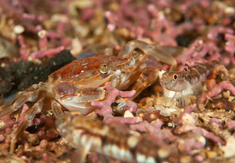 Liocarcinus depurator - Crabs, Lobsters, Shrimps & Prawns etc (Crustacea)