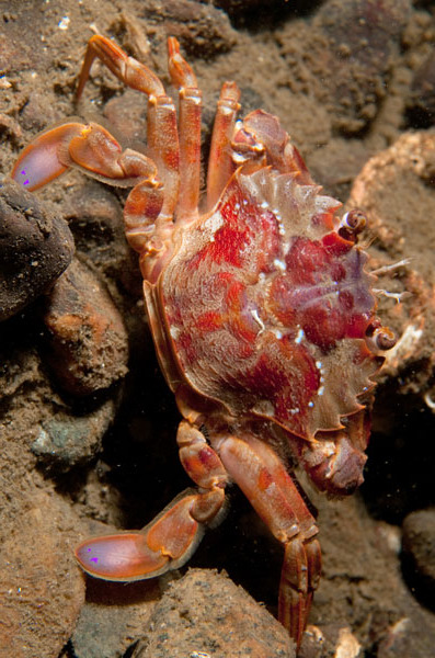 Liocarcinus depurator - Crabs, Lobsters, Shrimps & Prawns etc (Crustacea)