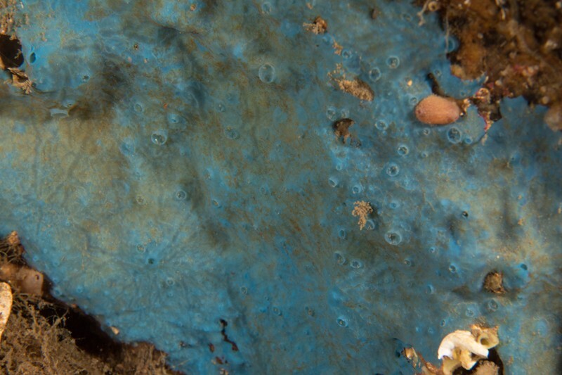 Hymedesmia paupertas - Sponges (Porifera)