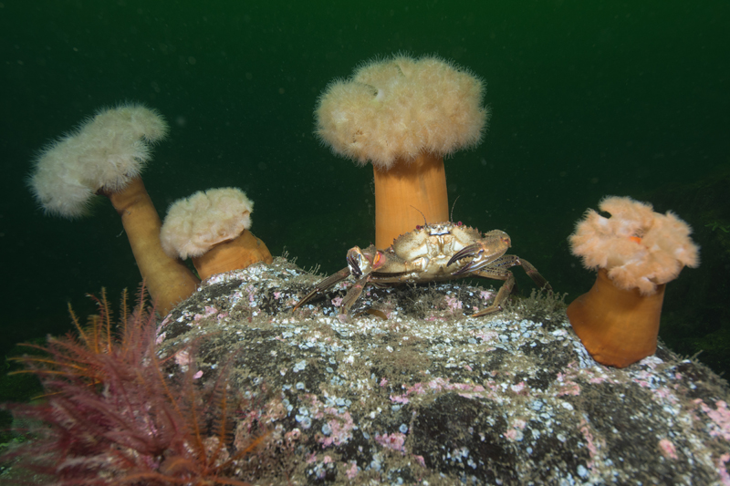 Metridium senile - Anemones (Anthozoa)