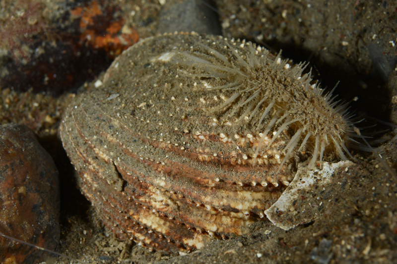 Acanthocardia echinata - Sea Snails, Bivalves & Lamp Shells (Mollusca etc)