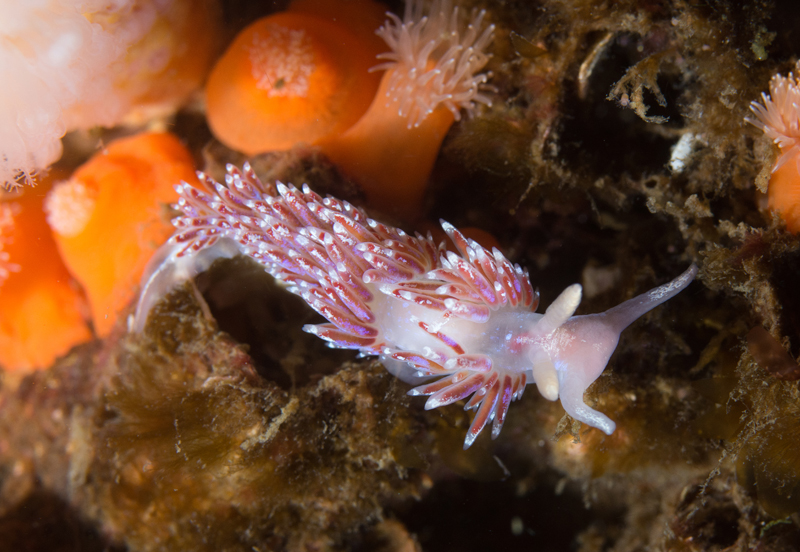 Facelina auriculata - Sea Slugs & Sea Hares (Nudibranchs etc)