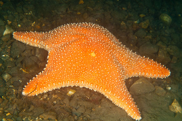 Hippasteria phrygiana - Starfish (Echinodermata)