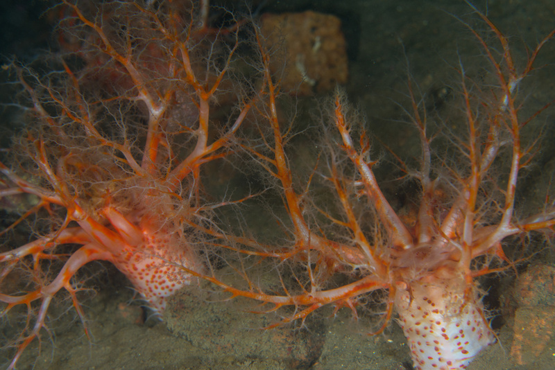 Psolus phantapus - Sea Cucumbers (Echinodermata)