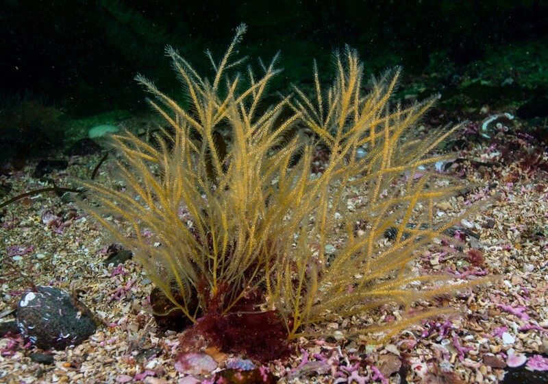 Nemertesia ramosa - Sea Firs (Hydrozoa)