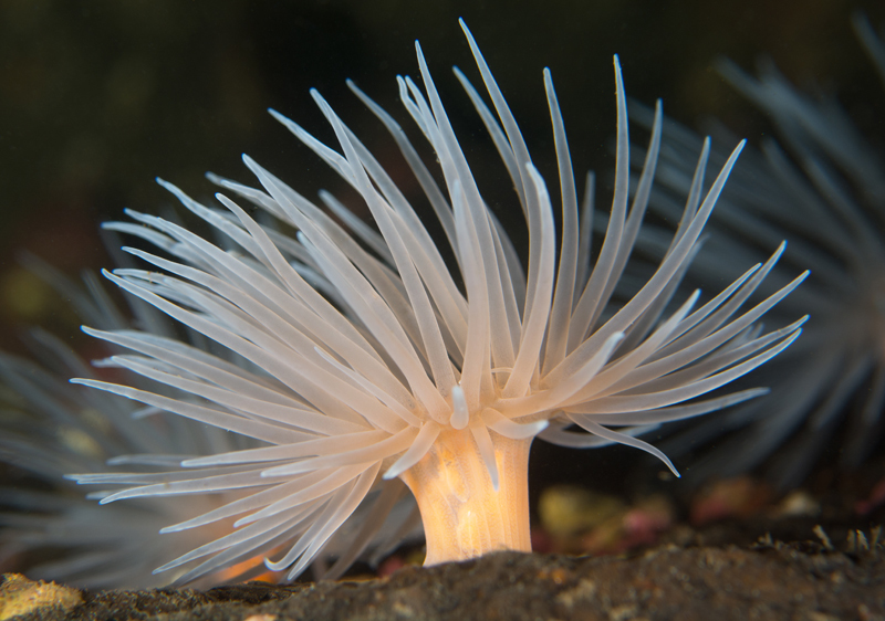 Protanthea simplex - Anemones (Anthozoa)