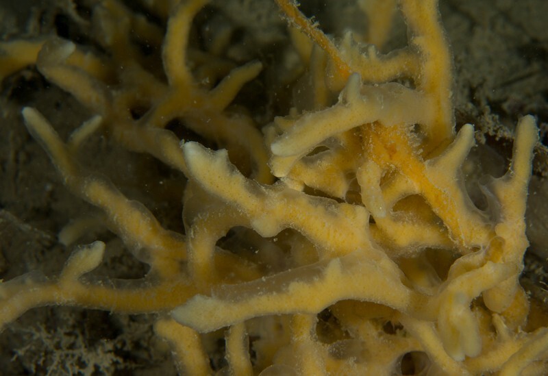 Halichondria bowerbanki - Sponges (Porifera)