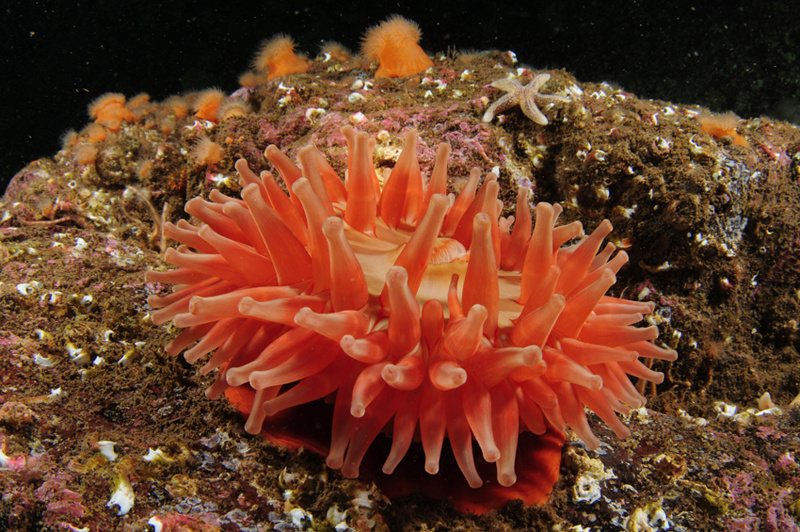 Urticina felina - Anemones (Anthozoa)