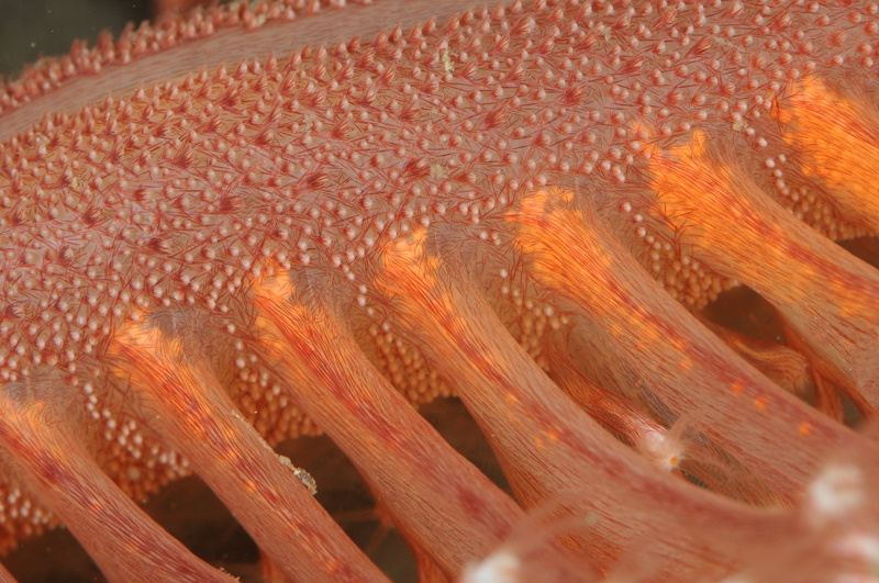 Pennatula phosphorea - Corals (Anthozoa)