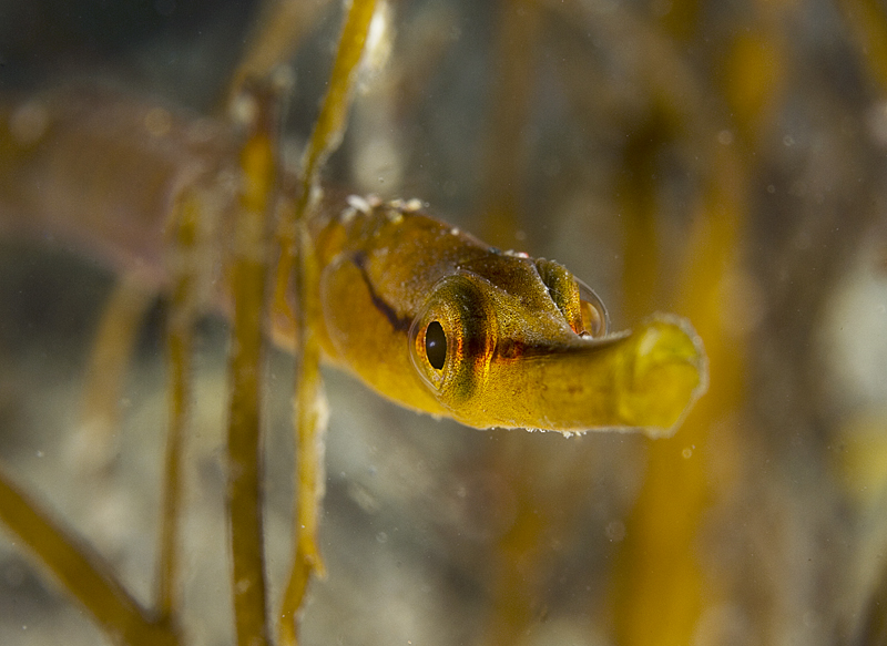 Entelurus aequoreus - Fishes – bony and cartilagous (Pisces)