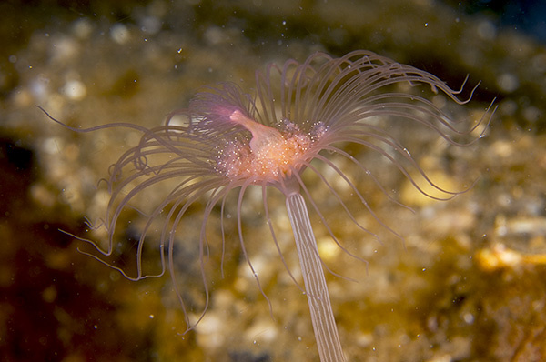 Corymorpha nutans - Sea Firs (Hydrozoa)