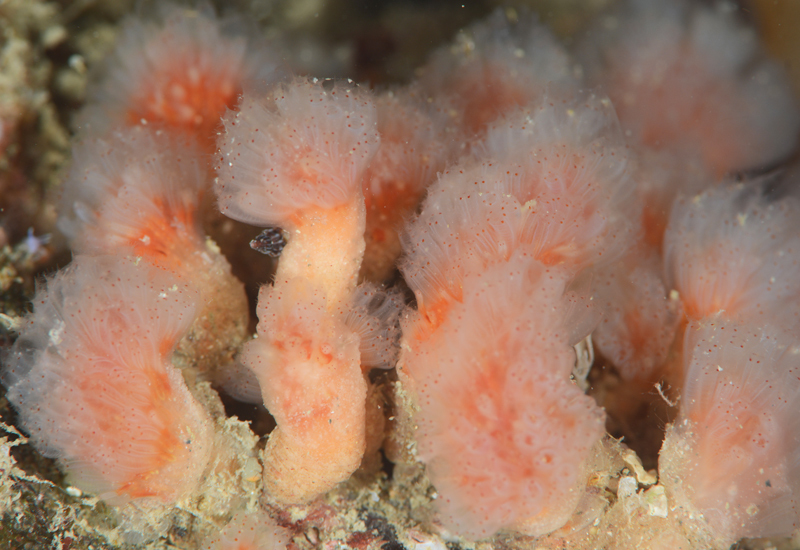 Morchellium argus - Sea Squirts (Tunicata)