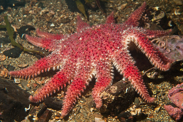 Crossaster papposus - Starfish (Echinodermata)