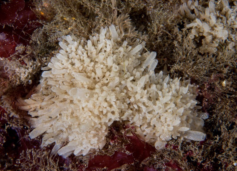 Polymastia penicillus - Sponges (Porifera)