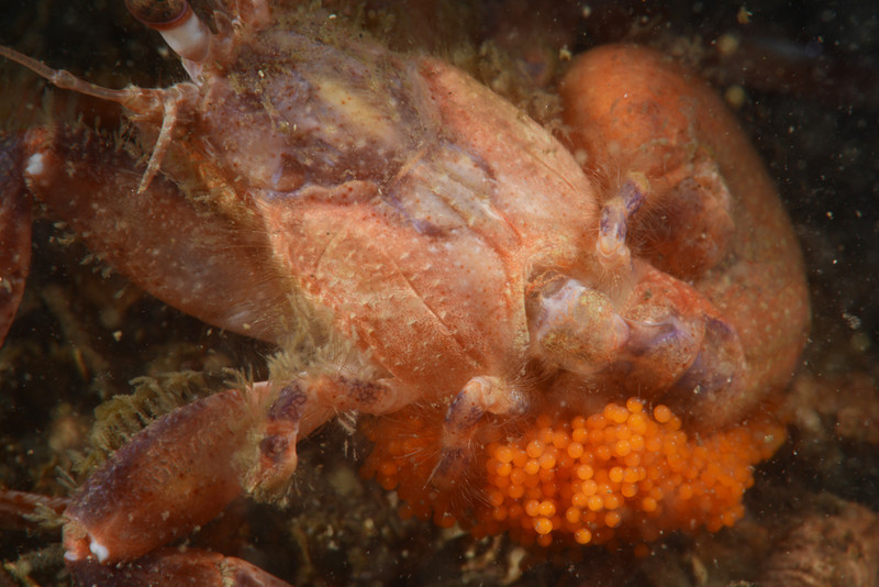 Pagurus bernhardusoutside of shell and carrying eggs - Crabs, Lobsters, Shrimps & Prawns etc (Crustacea)