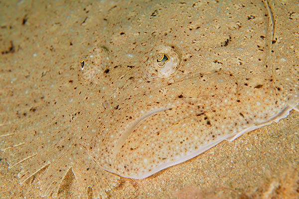 Scophthalmus rhombus - Fishes – bony and cartilagous (Pisces)
