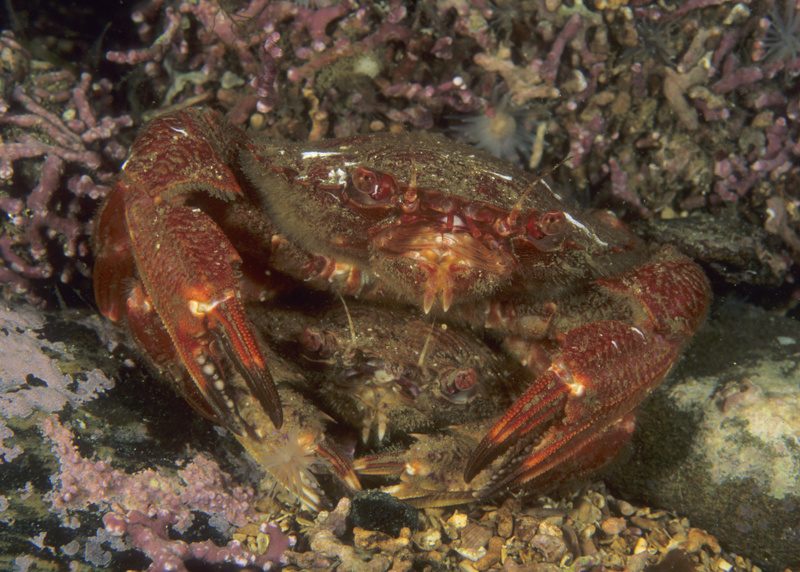 Liocarcinus corrugatus mating pair - Crabs, Lobsters, Shrimps & Prawns etc (Crustacea)