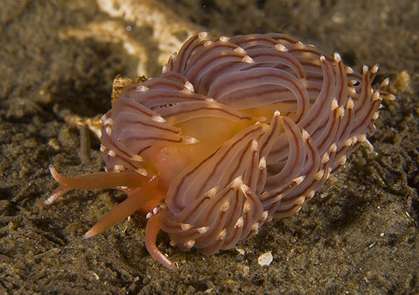 Facelina bostoniensis - Sea Slugs & Sea Hares (Nudibranchs etc)