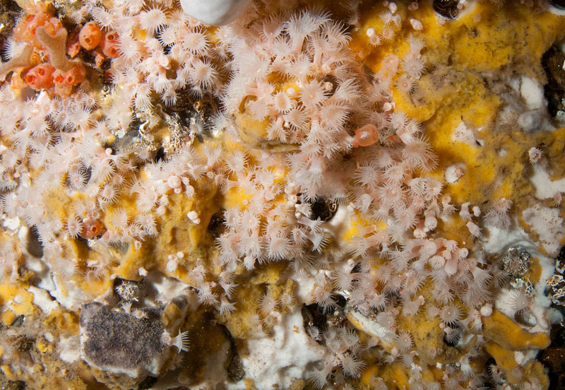 Colonial anemones on wall reef 2 - Habitat Scenes
