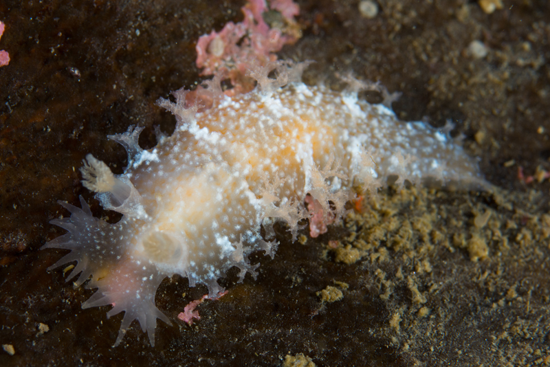 Tritonia hombergii - Sea Slugs & Sea Hares (Nudibranchs etc)