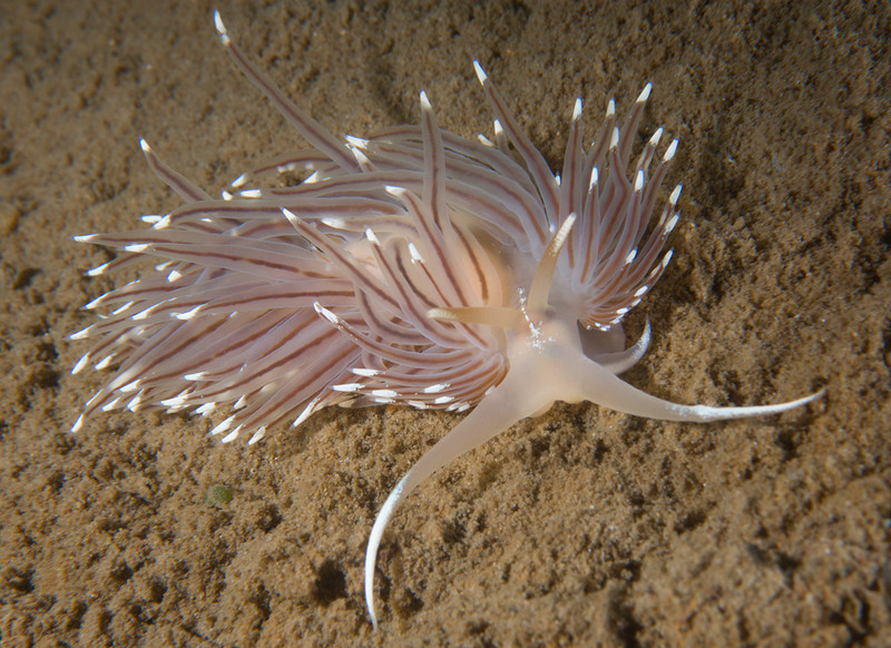 Facelina bostoniensis - Sea Slugs & Sea Hares (Nudibranchs etc)