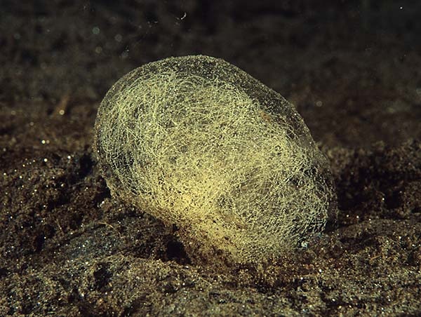 Philine quadripartita egg mass - Sea Snails, Bivalves & Lamp Shells (Mollusca etc)