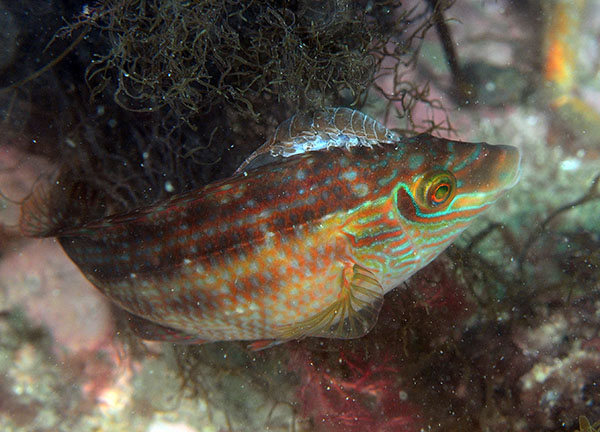 Anilocra physodes