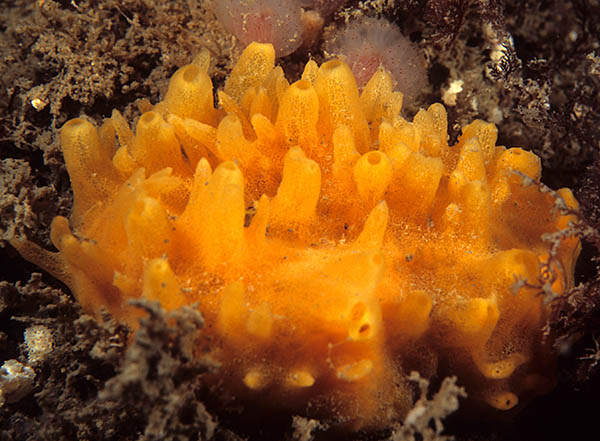 Polymastia boletiformis - Sponges (Porifera)