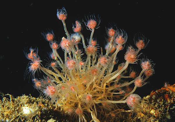 Tubularia larynx - Sea Firs (Hydrozoa)