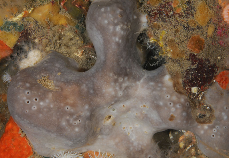 Pachymatisma johnstonia - Sponges (Porifera)