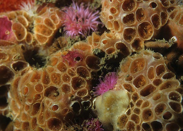 Hemimycale columella - Sponges (Porifera)