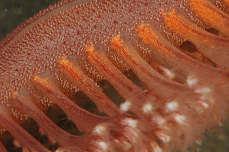 Pennatula phosphorea - Corals (Anthozoa)