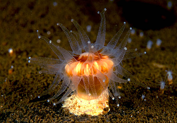 Caryophyllia smithii - Corals (Anthozoa)