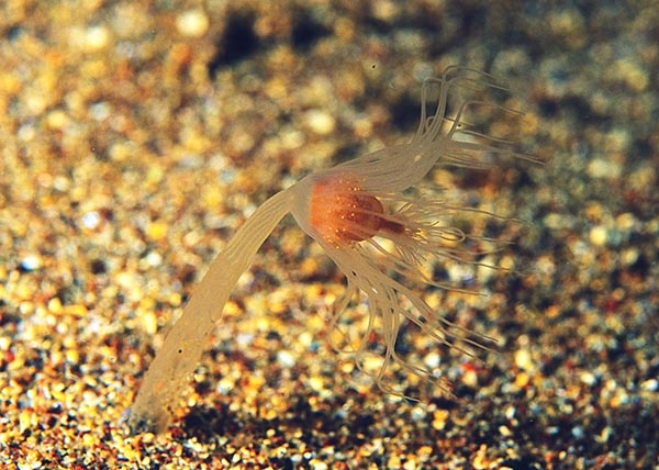 Corymorpha nutans - Sea Firs (Hydrozoa)