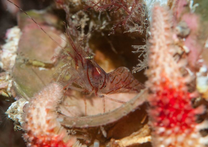 Pink shrimp Pandalus montagui shelters in discarded shell - Habitat Scenes