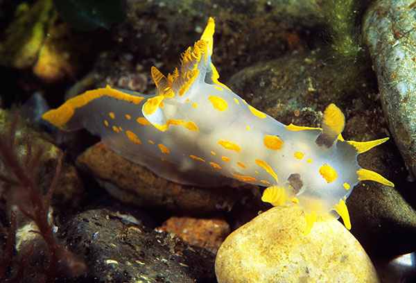 Polycera quadrilineata - Sea Slugs & Sea Hares (Nudibranchs etc)